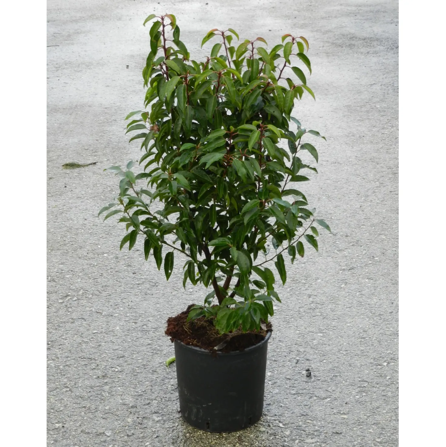 Prunus lusitanica `Angustifolià