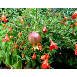 Punica granatum cespuglio h cm 40/50