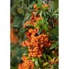 Pyracantha `Navaho`