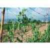 Rete rampicante 2 m x 25 m