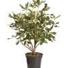 Rhododendron chioma 70 cm