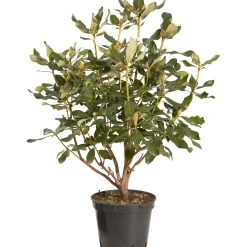 Rhododendron chioma 70 cm