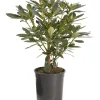 Rhododendron chioma 25-30 cm