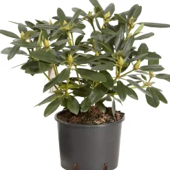 Rhododendron chioma 35-40 cm