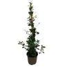 Rhyncospermum asiatico chili vaso 17 cm