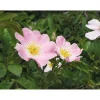 Rosa Canina vaso lt 3