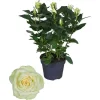 Rosa fiore grande Bianco vaso 13 cm