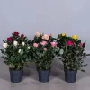 Rosa fiore grande mix vaso 10,5 cm