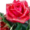 Rosa glitterata mix Ø 13 cm