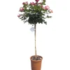 Rosa varietà mezzo fusto