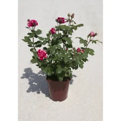 Rosai dei pittori "Henri Matisse" vaso 6 l