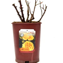Rose in varietÃ