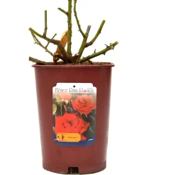 Rose in varietà