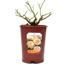 Rose in varietà