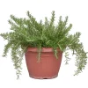 Rosmarino prostrato vaso ø 25 cm