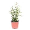 Salice oleoso sempreverde H45 cm Vaso 3L