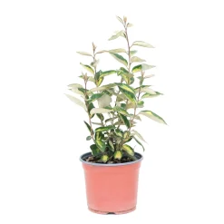 Salice oleoso sempreverde H45 cm Vaso 3L