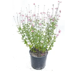 Salvia Jamensis vaso lt 3