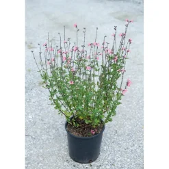 Salvia Jamensis vaso lt 3