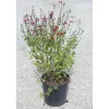 Salvia x jamensis