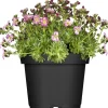Saxifraga H20 x vaso Ø 13 cm