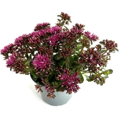 Sedum Collection assort.. vaso 19 cm