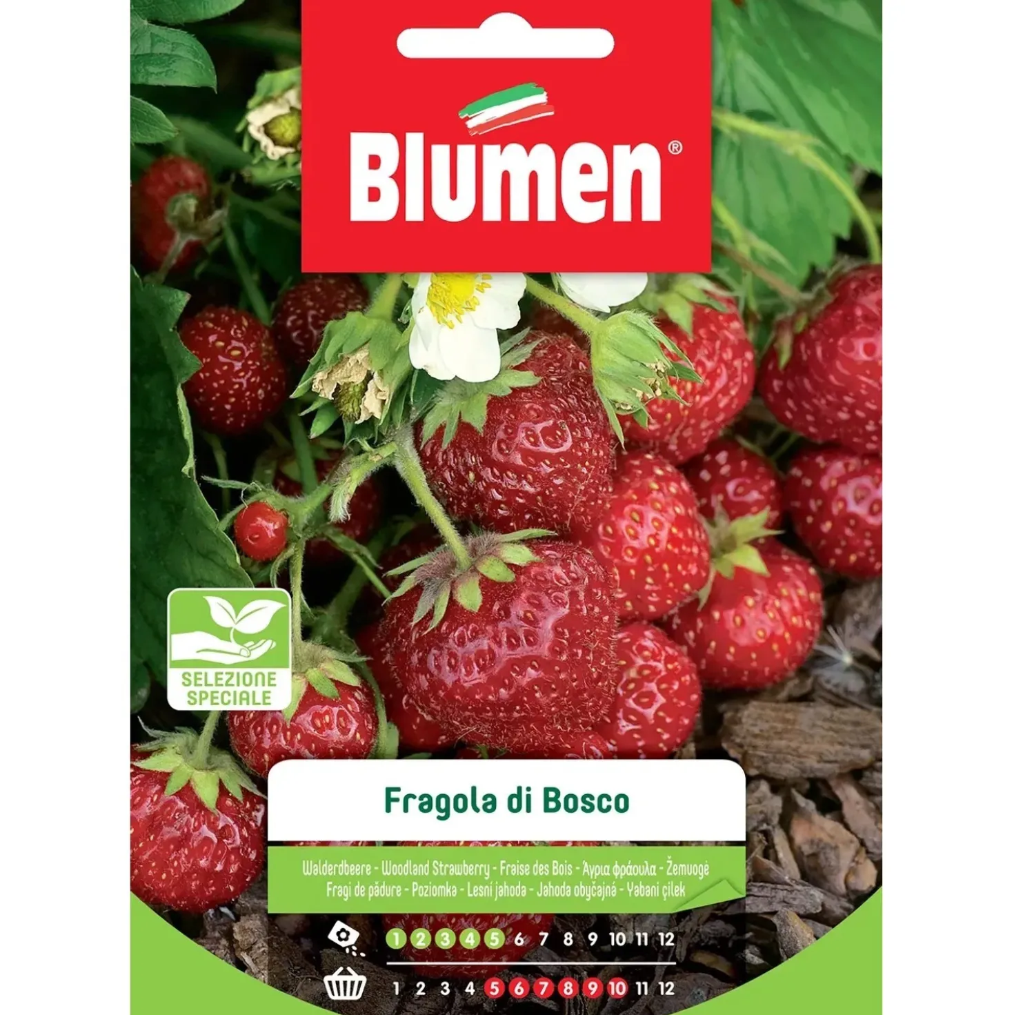 Semi Blumen Fragole di bosco