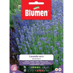 Semi Blumen lavanda da bordura