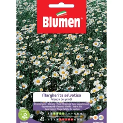 Semi Blumen Margheritina selvatica bianca dei prati