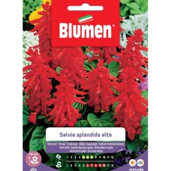 Semi Blumen Salvia splendida alta