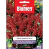 Semi Blumen Salvia splendida nana
