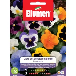 Semi Blumen viola del pensiero gigante in miscuglio