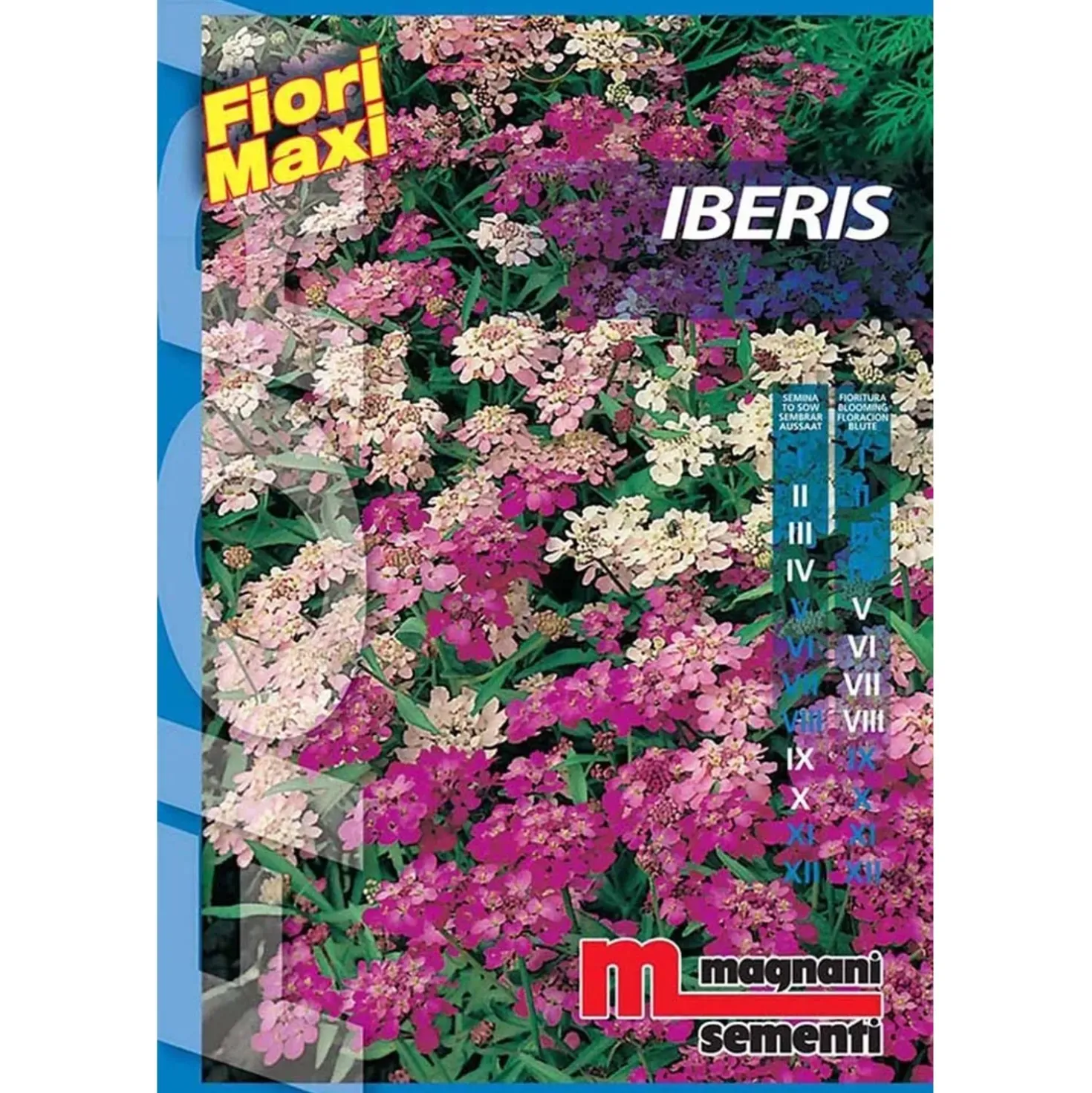 Semi fiori Iberis