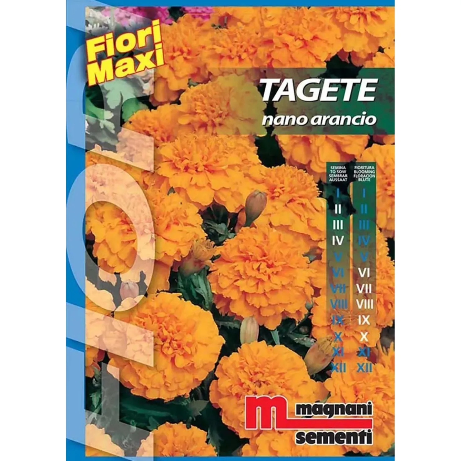 Semi fiori Tagete nano arancio