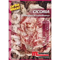 Semi orto maxi Cicoria variegata castelfranco