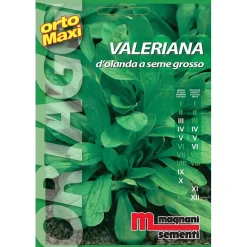 Semi orto maxi Valeriana d`Olanda seme grosso
