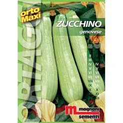 Semi orto maxi Zucchino genovese