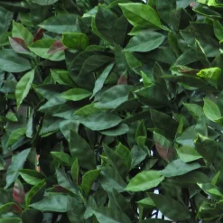 Siepe artificiale con foglie 3D Panel Photinia H 0,5 m x L 1 m verde