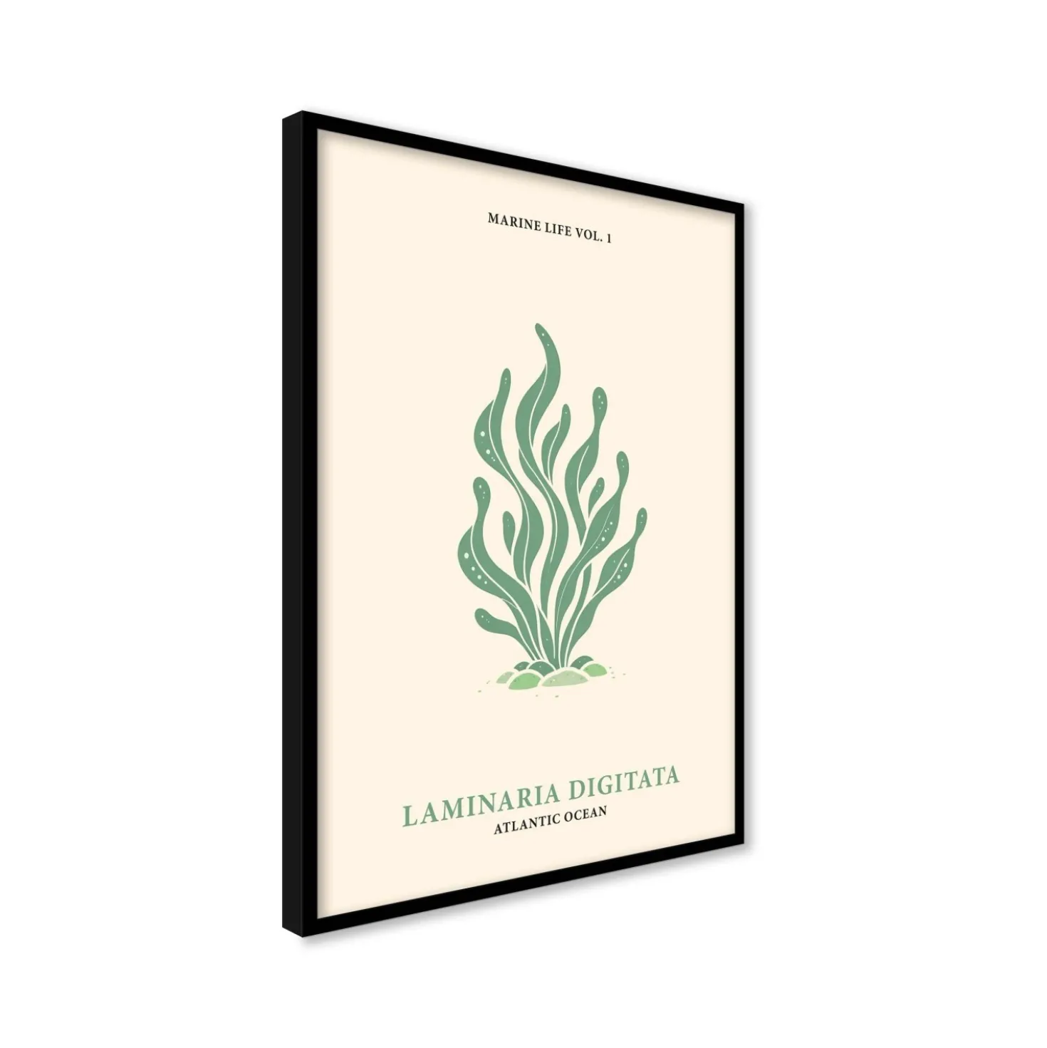 Stampa incorniciata 50x70 cm seaweeds