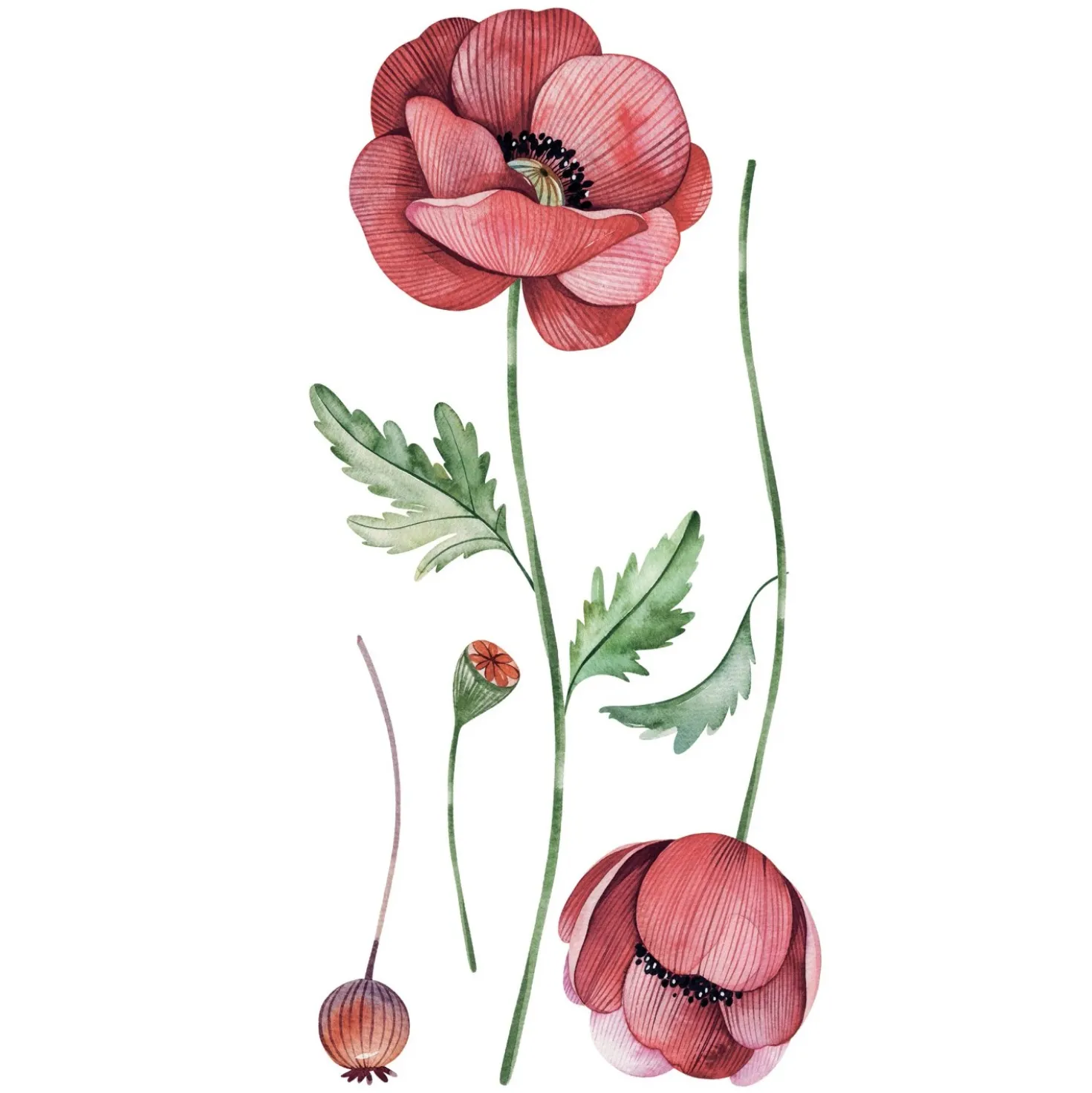 Sticker autoadesivo 2fg 15x31 cm poppies