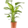 Strelitzia Altezza 70 - 80 cm Vaso Ø 21 cm Strelitzia nicolai