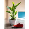 Strelitzia nicolai