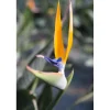 Strelitzia reginae h cm 80/100
