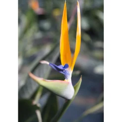 Strelitzia reginae h cm 80/100