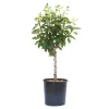 Susino nano - Prunus domestica nano