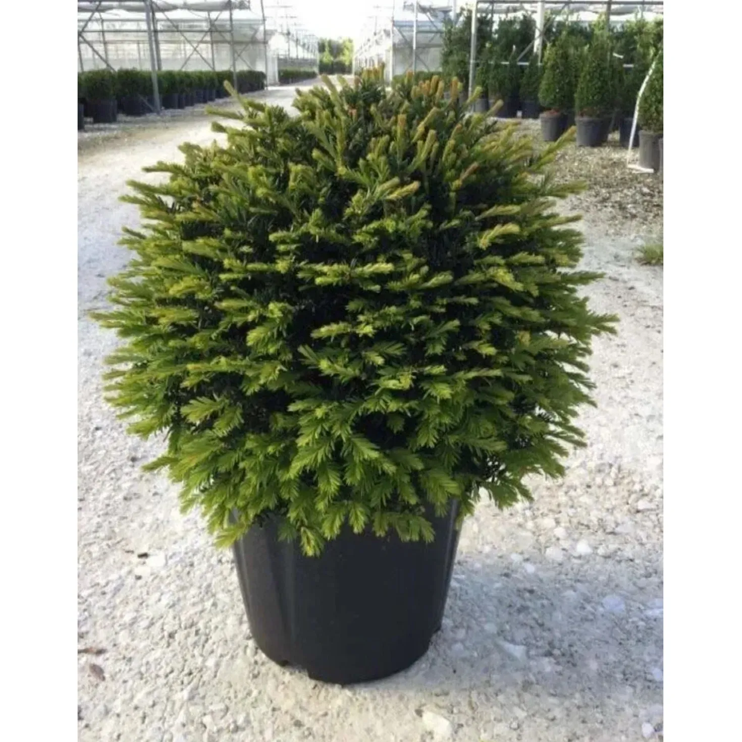 Tasso - Taxus baccata