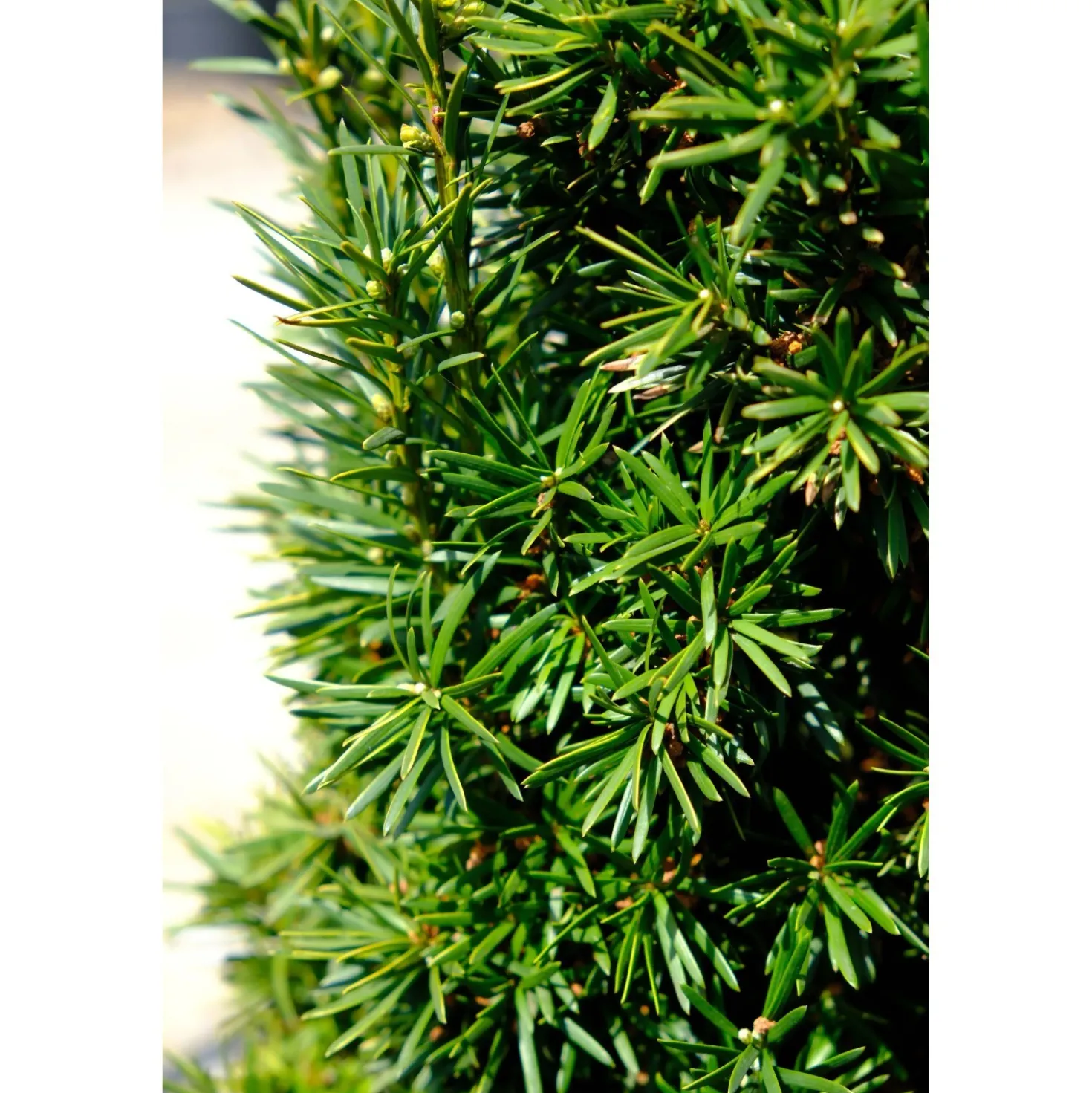 Tasso - Taxus baccata