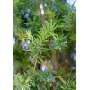 Taxus baccata - Tasso