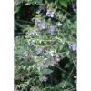 Teucrium fructicans vaso lt 10