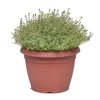 Timo silver queen vaso ø 25 cm